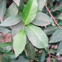 Tritaxis glabella var. glabella Thwaites
